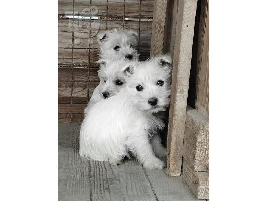 PoulaTo: Westie terrier